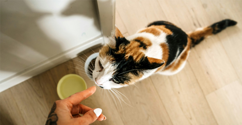 Katzennahrung