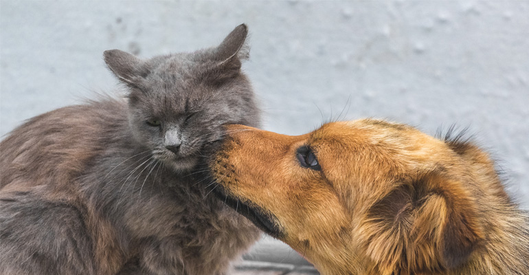 Gesundheit & Pflege