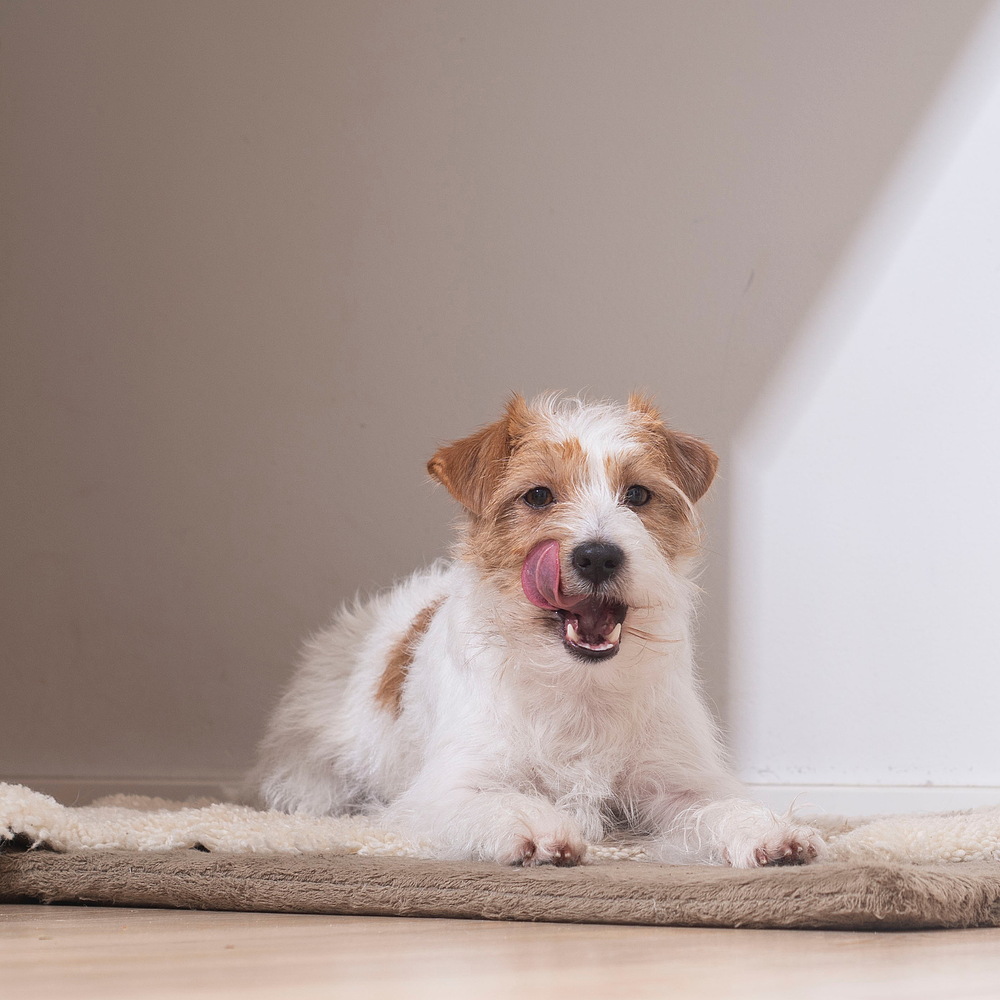 C.E.T. Kaustreifen f�r kleine Hunde von Virbac Bild 4