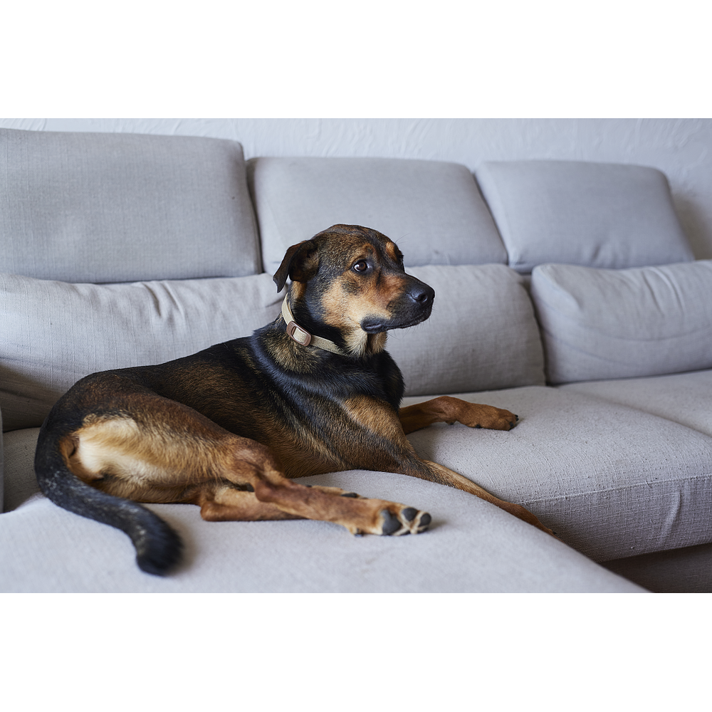 Zenidog Halsband M&L von Virbac Bild 4