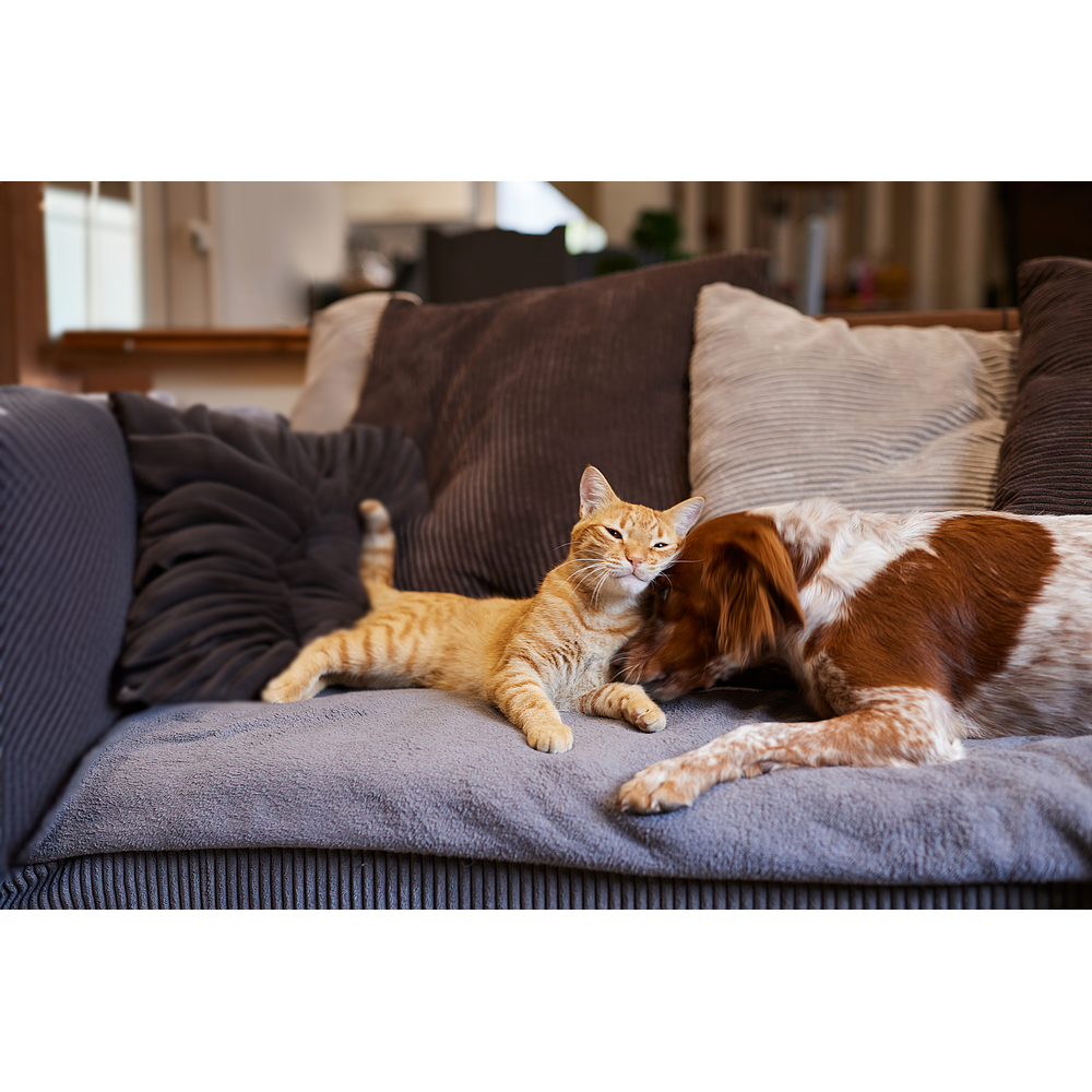 Zenifel Gel Diffuser von Virbac Bild 5