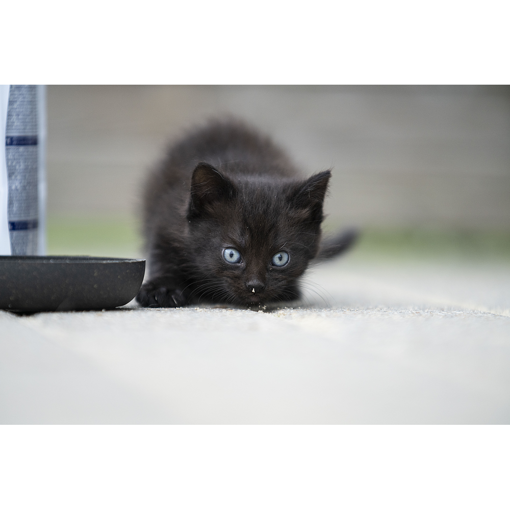 Cat Junior Neutered von Virbac Bild 5