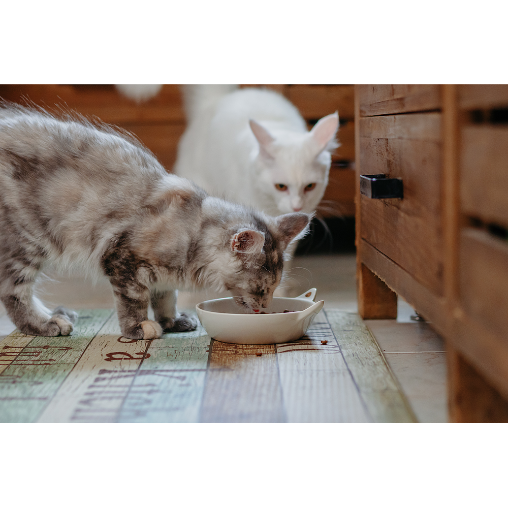 Cat Senior Neutered von Virbac Bild 5