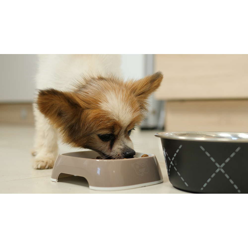 Dog Puppy Small & Toy von Virbac Bild 5