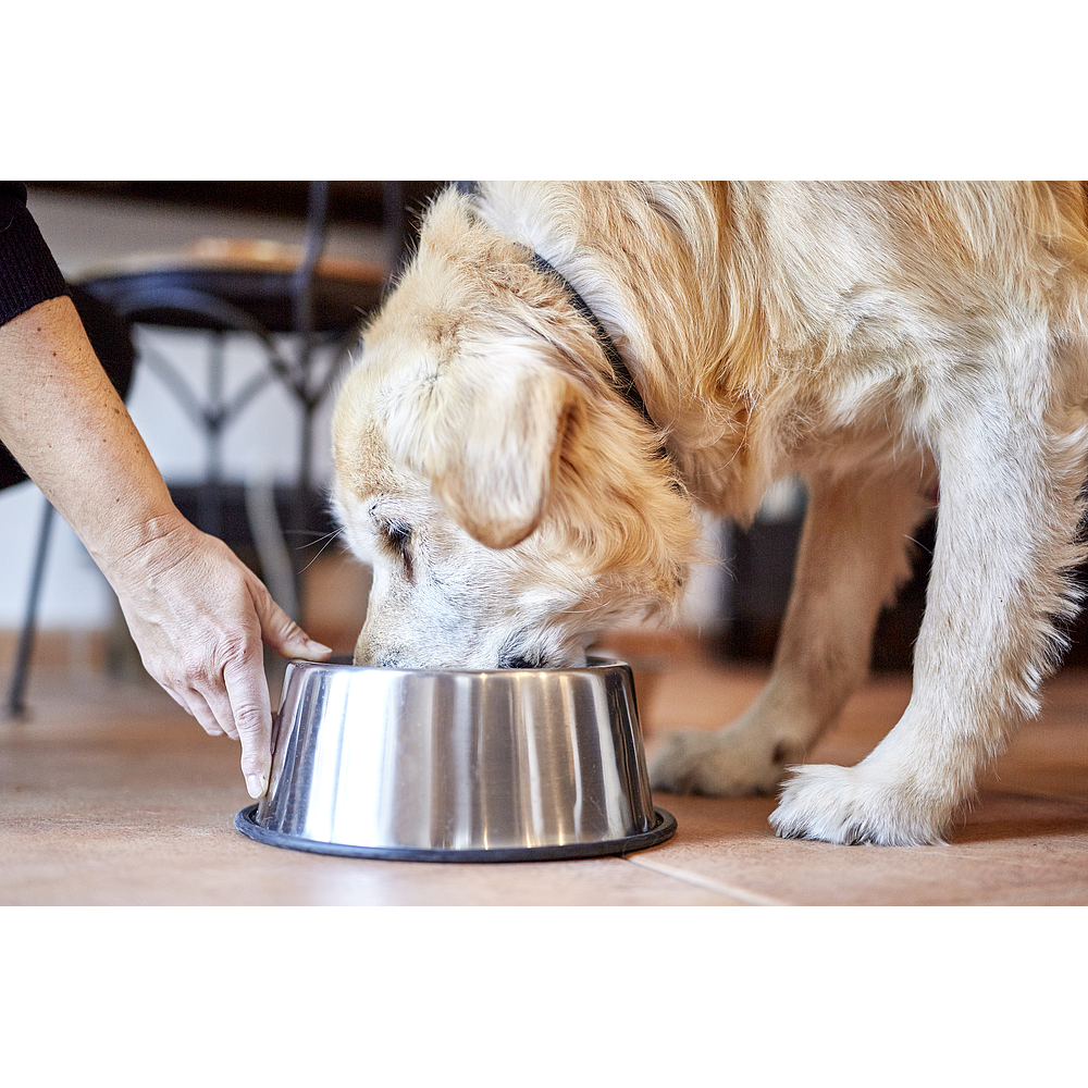 Dog Senior Large & Medium Neutered von Virbac Bild 5