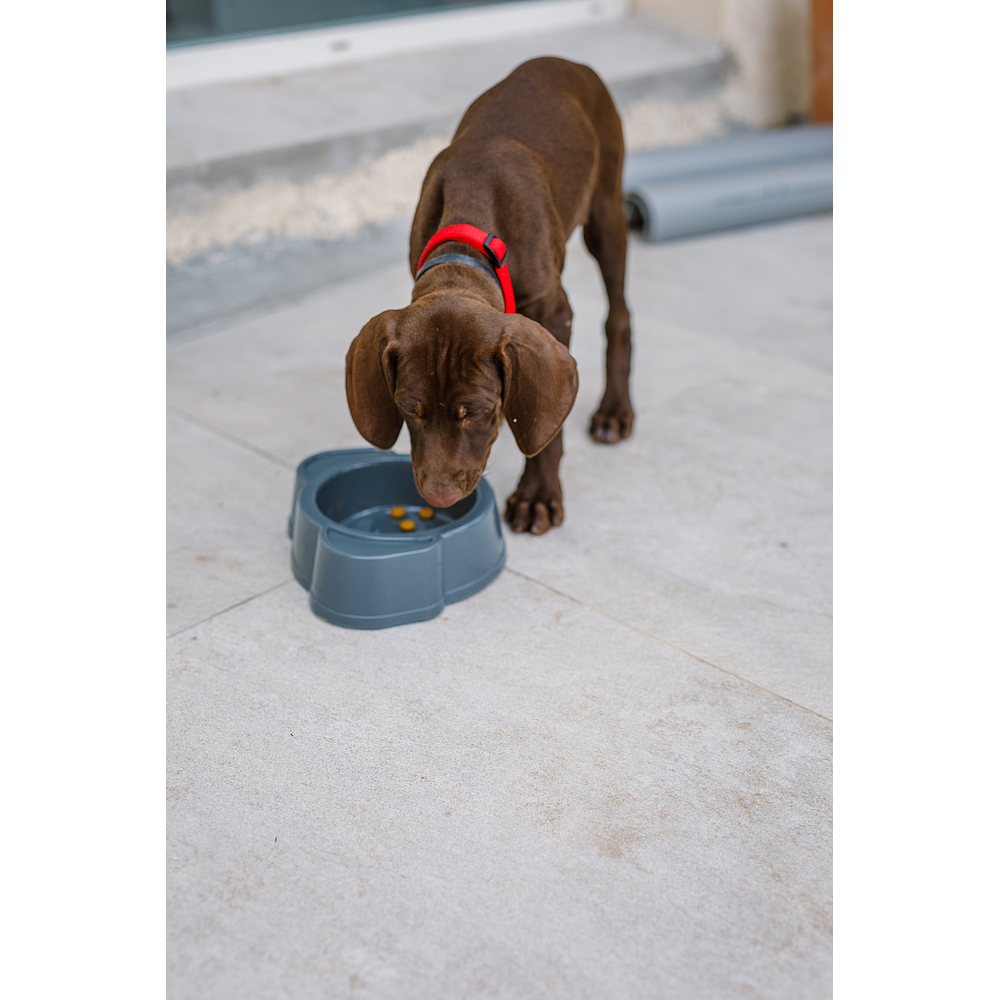 Dog Junior Medium von Virbac Bild 5