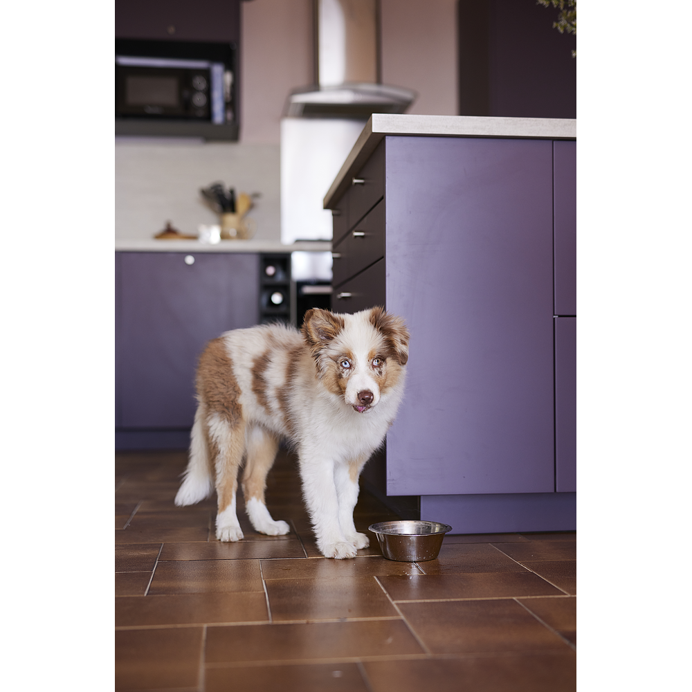 Dog Junior Large von Virbac Bild 5