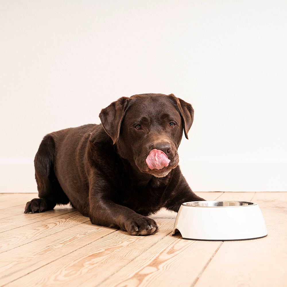Dog Gastro Digestive Support von Virbac Bild 4