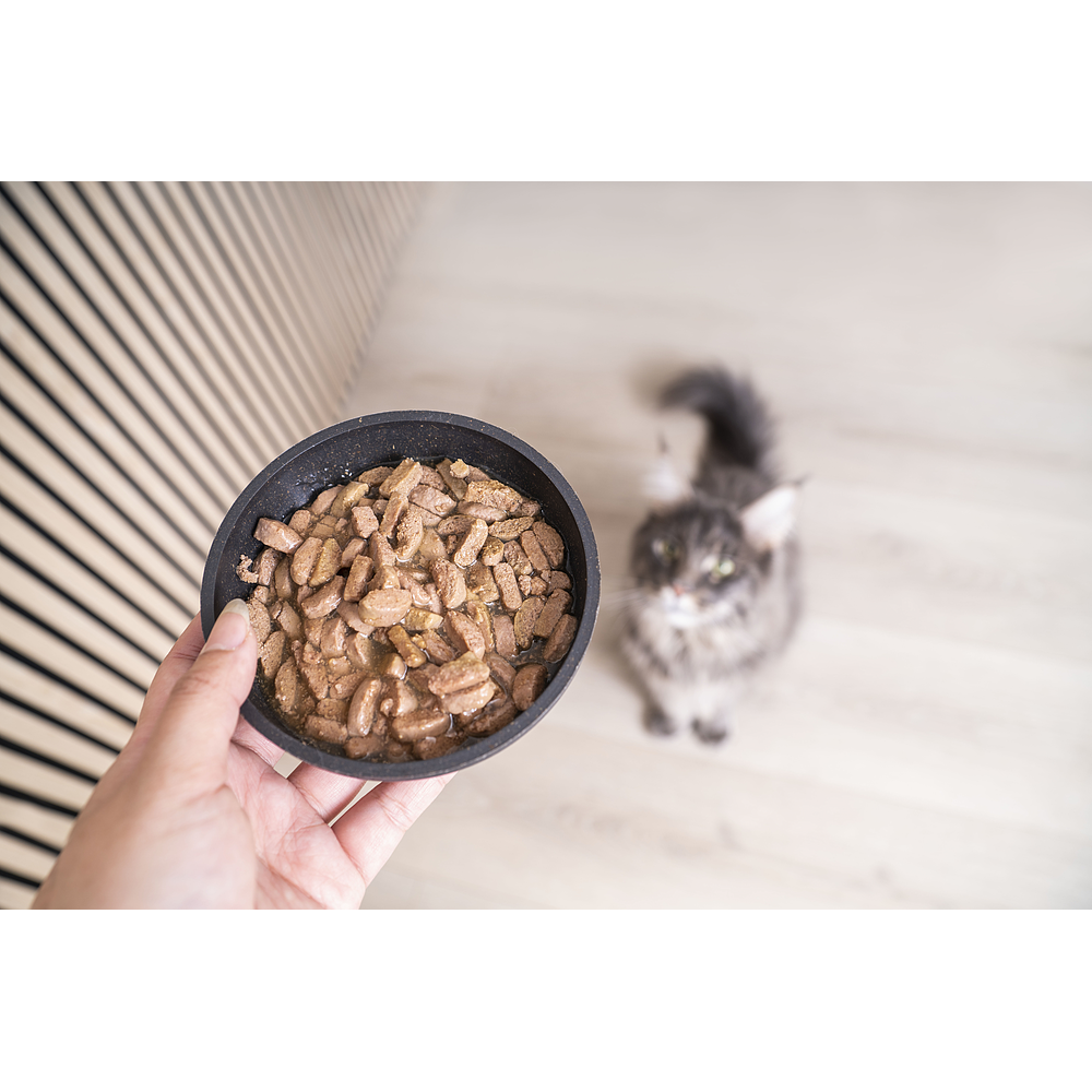 Cat Adult Neutered Wet Salmon von Virbac Bild 5