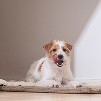 C.E.T. Kaustreifen f�r kleine Hunde von Virbac Bild 4