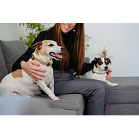 Zenidog Halsband S  von Virbac Bild 4