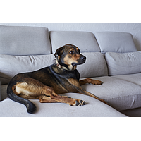 Zenidog Halsband M&L von Virbac Bild 4