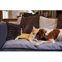 Zenidog Halsband M&L von Virbac Bild 5