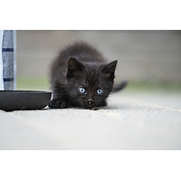 Cat Junior Neutered von Virbac Bild 5