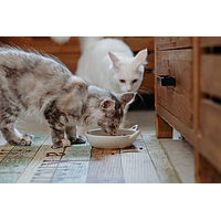 Cat Senior Neutered von Virbac Bild 5
