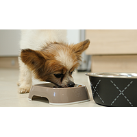 Dog Puppy Small & Toy von Virbac Bild 5