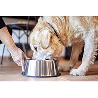 Dog Senior Large & Medium Neutered von Virbac Bild 5