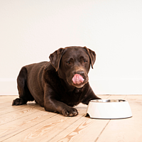 Dog Gastro Digestive Support von Virbac Bild 4