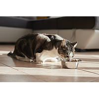 Cat Adult Neutered von Virbac Bild 5